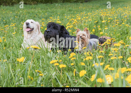 Gruppe von Hunden, die an der Löwenzahn Wiese Stockfoto