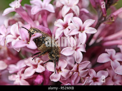 Oxythyrea funesta Trauer rose Käfer auf Kleinblütige lila Stockfoto