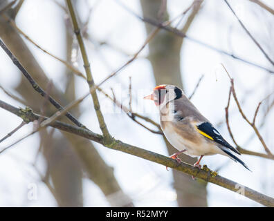 Europäische goldfinch Sitzen auf einem Ast Stockfoto