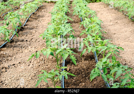 Neu gepflanzte Tomate Triebe im Gewächshaus Stockfoto