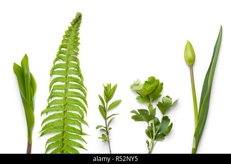 Grüne Pflanzen auf weißem Hintergrund Stockfoto