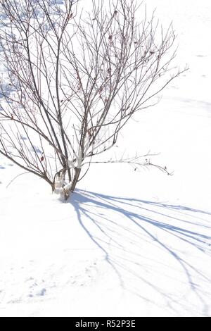 Schatten einer Lila führen sand Kirsche Bush cast auf Schnee Boden nach einem Winter Blizzard Stockfoto