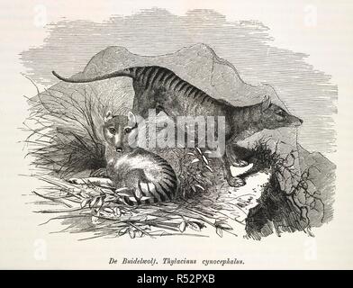 Beutelwolf. De Dierentuin van het Koninklijk zoologisch Genoot. Amsterdam, [1864-74]. De Buidewolf. Cynocephalus Thyacinus. Der Tasmanische Tiger, auch bekannt als der Beutelwolf, geglaubt, um ausgestorben zu sein. Bild von De Dierentuin van het Koninklijk zoologisch Genootschap Natura Artis Magistra te Amsterdam geschetst Tür H. Schlegel. Aflevering 1-12. Ursprünglich veröffentlicht in Amsterdam produziert, [1864-74]. . Quelle: 7205. g 8 Band 2, 158. Sprache: Holländisch. Stockfoto