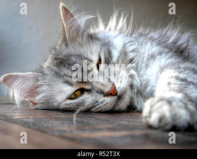 Porträt einer Sibirischen Katze schlafen auf einem Tisch Stockfoto