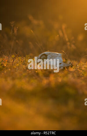 Tierische Schädel in einem Herbst Rasen Stockfoto