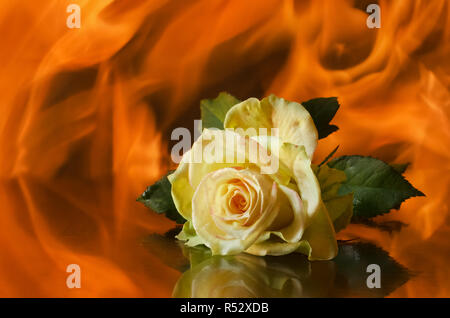 Grüne Rose liegt auf dem Hintergrund der Flamme Stockfoto