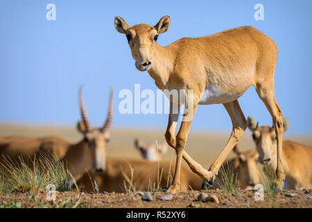 Wild Saiga-antilope (saiga tatarica) in der Steppe von kalmückien Stockfoto