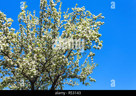 Weiße Blüte auf Kirschbaum im Garten in Kiew Stockfoto