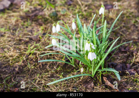 Weißen Schneeglöckchen (Galanthus) Blumen auf nassen Flächen Stockfoto