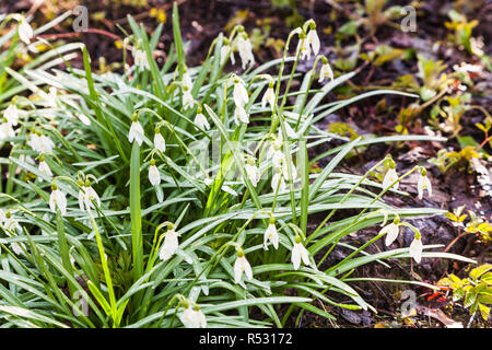 Bush der weißen Schneeglöckchen Blumen auf nassem Boden Stockfoto