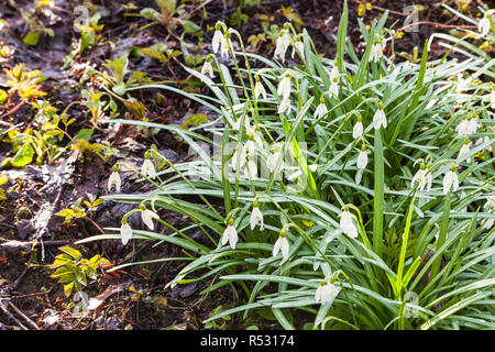 Bush der weißen Schneeglöckchen Blumen auf nassen Flächen Stockfoto