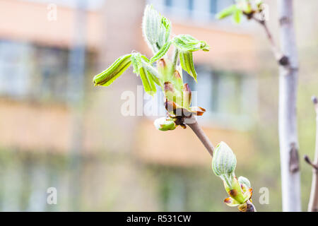 Knospen und junge grüne Blätter auf Rosskastanie Baum Stockfoto