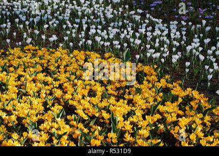 Crocus Orange Monarch und Jenne D'Arc im Park gewachsen. Frühling in den Niederlanden. Stockfoto