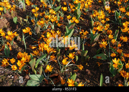 Crocus Orange Monarch in den Park gewachsen. Frühling in den Niederlanden. Stockfoto