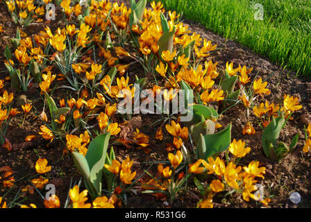 Crocus Orange Monarch in den Park gewachsen. Frühling in den Niederlanden. Stockfoto