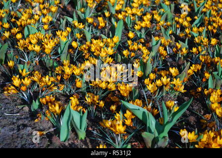 Crocus Orange Monarch in den Park gewachsen. Frühling in den Niederlanden. Stockfoto