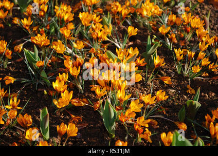 Crocus Orange Monarch in den Park gewachsen. Frühling in den Niederlanden. Stockfoto