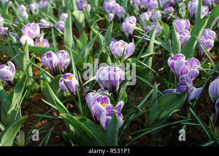 Krokus Pickwick im Park gewachsen. Frühling in den Niederlanden. Stockfoto