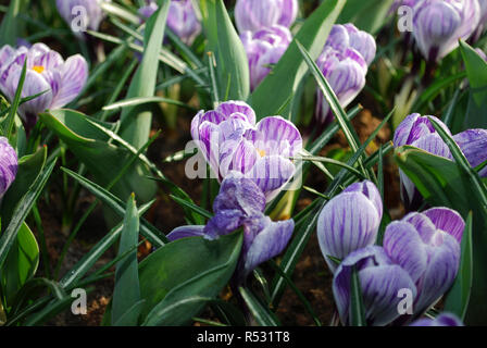 Krokus Pickwick im Park gewachsen. Frühling in den Niederlanden. Stockfoto