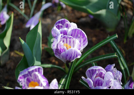 Krokus Pickwick im Park gewachsen. Frühling in den Niederlanden. Stockfoto