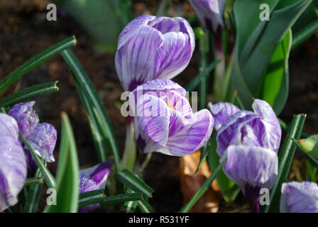 Krokus Pickwick im Park gewachsen. Frühling in den Niederlanden. Stockfoto