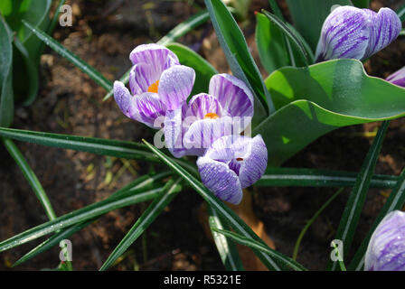 Krokus Pickwick im Park gewachsen. Frühling in den Niederlanden. Stockfoto