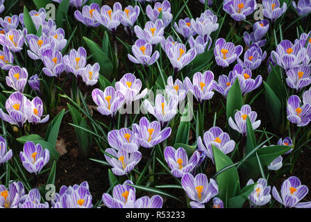 Krokus Pickwick im Park gewachsen. Frühling in den Niederlanden. Stockfoto