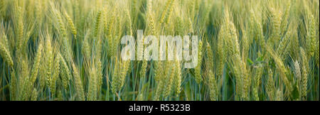 Nahaufnahme, ganze Körner Real Food Wachsen in der Landwirte Feld Stockfoto