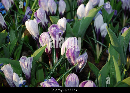 Krokus Pickwick im Park gewachsen. Frühling in den Niederlanden. Stockfoto