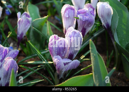 Krokus Pickwick im Park gewachsen. Frühling in den Niederlanden. Stockfoto