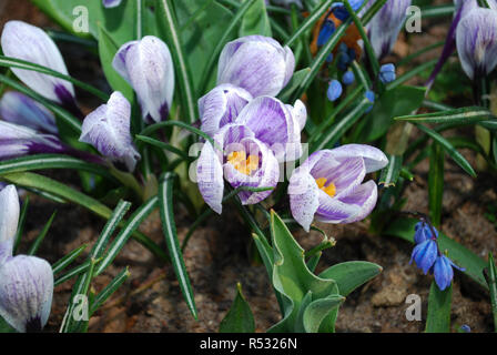 Krokus Pickwick im Park gewachsen. Frühling in den Niederlanden. Stockfoto