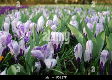 Krokus Pickwick im Park gewachsen. Frühling in den Niederlanden. Stockfoto