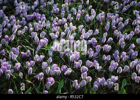 Krokus Pickwick im Park gewachsen. Frühling in den Niederlanden. Stockfoto