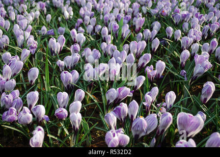 Krokus Pickwick im Park gewachsen. Frühling in den Niederlanden. Stockfoto