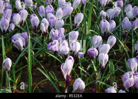 Krokus Pickwick im Park gewachsen. Frühling in den Niederlanden. Stockfoto