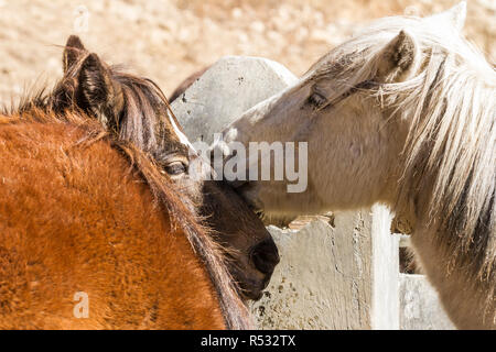 Porträt von zwei Pferden. Schließen Sie herauf Bild. Nepal, Himalaja Stockfoto