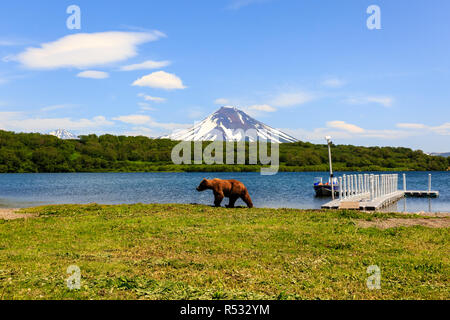 Braunbär (Ursus arctos) zu Fuß in der Nähe von Kurile beringianus See vor dem Hintergrund des Vulkans Ilyinsky. Kamtschatka, Russland Stockfoto