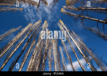 Aspen Tree Stockfoto