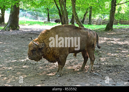Bison steht im Wald Stockfoto