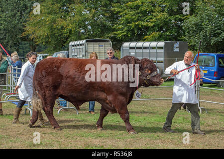 Lincoln Red Bull. Zu den Urteilen ring eingeführt werden. Aylsham​ Landwirtschaft zeigen. Blickling. Norfolk. Sommer, August Bank Holiday Montag. Stockfoto