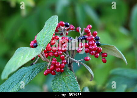 Lederfarn viburnum Viburnum rhytidophyllum oder kräftige grob strukturierte immergrüner Strauch pflanze Cluster von hellen roten und schwarzen Beeren Stockfoto