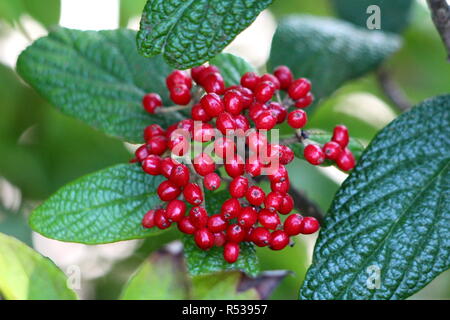 Lederfarn viburnum Viburnum rhytidophyllum oder kräftige grob strukturierte immergrüner Strauch pflanze Cluster von leuchtend roten Beeren Stockfoto