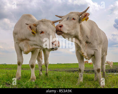 Zwei weisse Kühe mit Hörnern, rosa Nase, riechen und kuscheln miteinander in einer Wiese in den Niederlanden mit einem bewölkten Himmel. Stockfoto