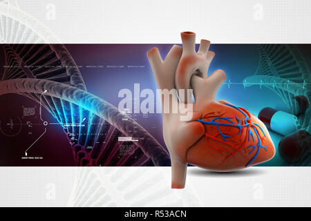 Menschliches Herz Stockfoto