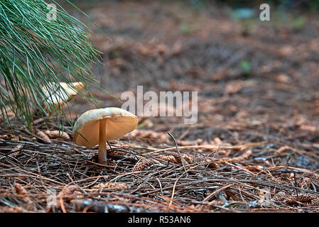 Pilz auf einem Boden voller trockene Blätter Stockfoto