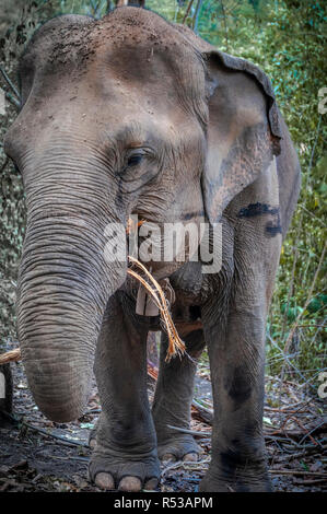 Ein erwachsener Elefant Mittagessen im Wald in Chiang Mai, Thailand. Asien. Stockfoto