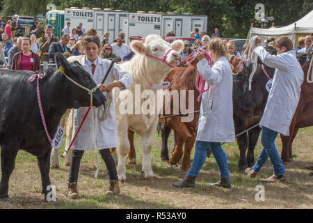 Junge Landwirte, Viehzucht Handler, mit Lager zeigen sticks Tiere in die Position für die ​Judge anzuzeigen. Aylsham Landwirtschaft zeigen. Norfolk. Stockfoto