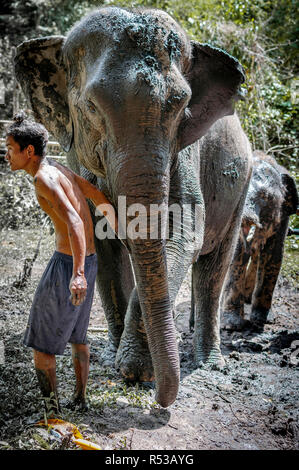 Nach Elefanten und das Kalb nach ein befriedigendes Schlammbad durch ihre Care Takers in Chiang Mai, Thailand. Asien, Stockfoto