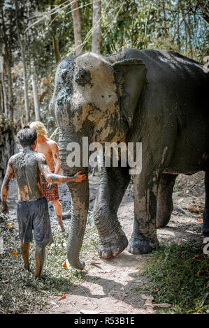 Ein erwachsener Elefant nach einer befriedigenden Schlammbad durch ihre Abnehmer in Chiang Mai, Thailand. Asien Stockfoto