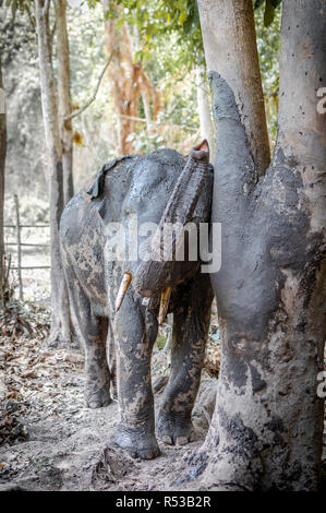 Kalb scretching selbst auf einem alten Baumstamm nach einem befriedigenden Schlammbad in Chiang Mai, Thailand. Asien. Stockfoto